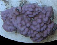 picture of Purple Encrusting Montipora Coral Sml                                                                Montipora spongodes