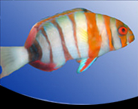 picture of Harlequin Tuskfish Med                                                                               Choerodon fasciatus