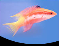 picture of Cuban Hogfish Med                                                                                    Bodianus pulchellus