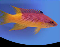 picture of Spanish Hogfish Lrg                                                                                  Bodianus rufus