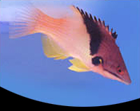 picture of Coral Hogfish Sml                                                                                    Bodianus mesothorax