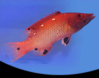 picture of Diana Hogfish Med                                                                                    Bodianus diana
