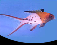 picture of Lyretail Hogfish Med                                                                                 Bodianus anthioides