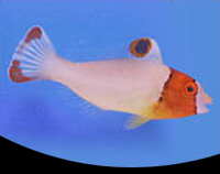 picture of Bicolor Parrotfish Med                                                                               Cetoscarus bicolor 