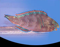 picture of Green Parrotfish Bali Med                                                                            Scarus ghobban
