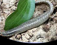 picture of Occellated Skink Med                                                                                 Chalcides ocellatus