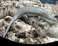 picture of African Red Sided Skink Med                                                                          Mabuya perrotetii