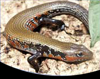 picture of African Fire Skink Med                                                                               Riopa fernandi