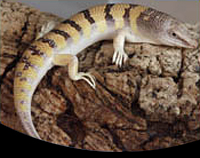 picture of Sandfish Skink Med                                                                                   Scincus scincus