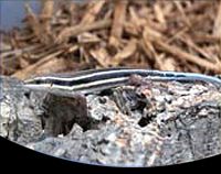 picture of African Bluetail Skink Med                                                                           Mabuya quinquetaenia