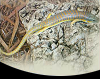 picture of Schneider Skink Med                                                                                  Eumeces schneideri