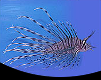 picture of Black Volitan Lionfish Med                                                                           Pterois volitans