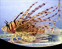 picture of Red Volitan Lionfish Sml                                                                             Pterois russelli