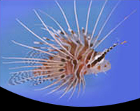 picture of Antennata Lionfish Sml                                                                               Pterois antennata