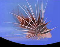 picture of Radiata Lionfish Lrg                                                                                 Pterois radiata