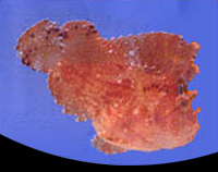 picture of Leaf Fish Med                                                                                        Taenianotus triacanthus