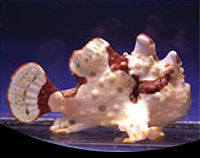 picture of Colored Wartskin Frogfish Lrg                                                                        Antennarius maculatus