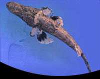 picture of Crocodile Fish Med                                                                                   Thysanophrys otaitensis