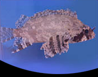 picture of Scorpion Fish Med                                                                                    Scorpaena sp.