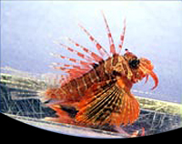 picture of Blackfoot Lionfish Med                                                                               Parapterois heterura