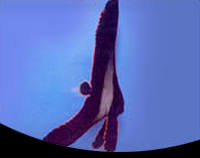 picture of Pinnatus Batfish Lrg                                                                                 Platax pinnatus