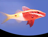 picture of Bicolor Goatfish Sml                                                                                 Parupeneus barberinoides