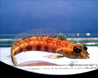 picture of Red Lizard Fish Sml                                                                                  Ophioblennius atlanticus