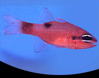 picture of Flame Cardinal Sml                                                                                   Apogon maculatus