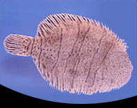 picture of Flounder Sml                                                                                         Bothus ocellatus
