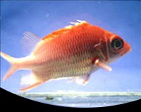 picture of Crown Squirrelfish Med                                                                               Sargocentron diadema