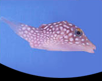 picture of White Spotted Puffer Med                                                                             Canthigaster jactator