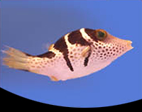 picture of Valentini Saddle Puffer Med                                                                          Canthigaster valentini