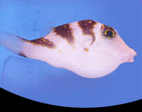 picture of Saddle Puffer Med                                                                                    Canthigaster coronata