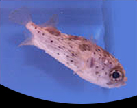 picture of Spiney Box Puffer Sml                                                                                Chilomycterus antillarum