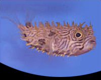 picture of Spiney Box Puffer Med                                                                                Chilomycterus antillarum