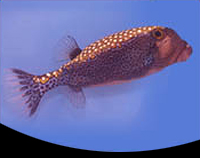 picture of Blue Boxfish Male Med                                                                                Ostracion meleagris