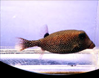 picture of Black Boxfish Hawaii Med                                                                             Ostracion meleagris