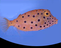 picture of Yellow Boxfish Sml                                                                                   Ostracion cubicus