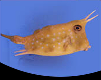 picture of Longhorn Cowfish Med                                                                                 Lactoria cornuta