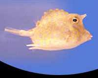 picture of Scrawled Cowfish Atlantic Med                                                                        Lactophrys quadricornis