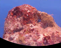 picture of Live Rock Florida Cultured Per lb                                                                    Scleractinia sp.