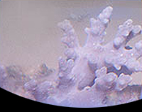 picture of Finger Leather Coral Med                                                                             Sinularia sp.