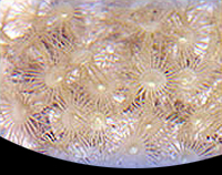 picture of Yellow Polyps Med                                                                                    Parazoanthus gracillis