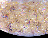 picture of Yellow Polyps Sml                                                                                    Parazoanthus gracillis