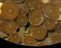 picture of Green Button Polyps Med                                                                              Protopalythoa sp.