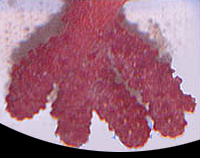 picture of Red Chili Coral Med                                                                                  Nephthyigorgia sp.