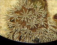 picture of Xenia Polyps Med                                                                                     Xenia sp.