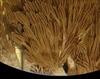 picture of Pulsing Xenia Polyps Med                                                                             Xenia sp.
