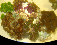 picture of Instant Nano Reef Rock! Med                                                                          Scleractinia sp.