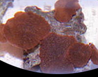 picture of Red Mushroom Rock Sml                                                                                Discosoma sp.